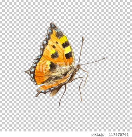 Butterfly, orange with black spots. Hand drawn watercolor illustration isolated on white background. For greeting cards, invitations, summer banners and posters. 117570761