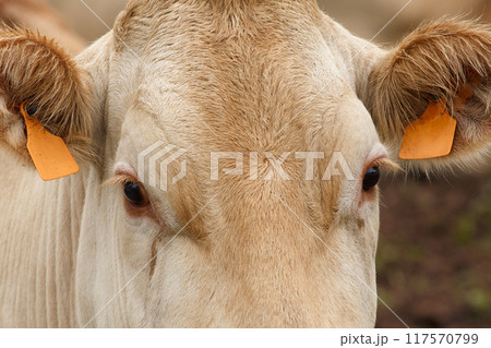 Blonde Monchina cow Bos taurus typical of northern Spain Blonde Monchina cow Bos taurus typical of northern Spain 117570799