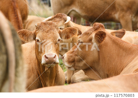 dairy farm with a large number of cattle 117570803