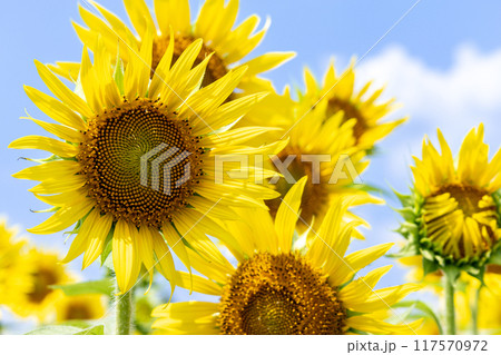 青空に映えるひまわり アップ 青空に映えるひまわり アップ 117570972