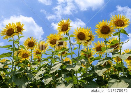 空を見上げる向日葵 117570973