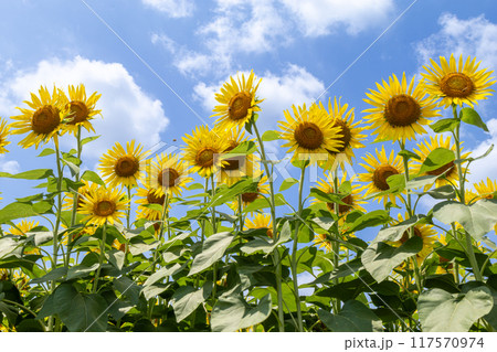 夏の花といえば黄色いヒマワリ 117570974