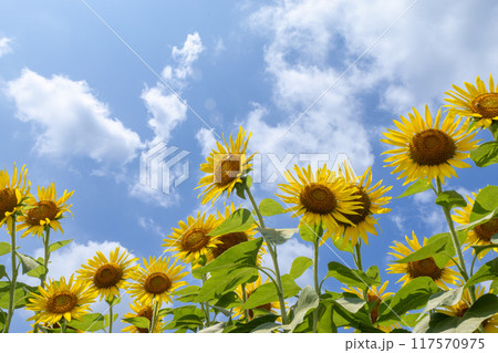 夏の空に伸びるひまわり 117570975