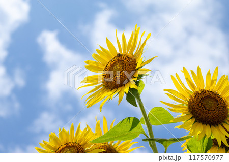 空を見上げるひまわり 117570977