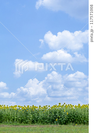 夏の青空と白い雲とひまわり 117571008