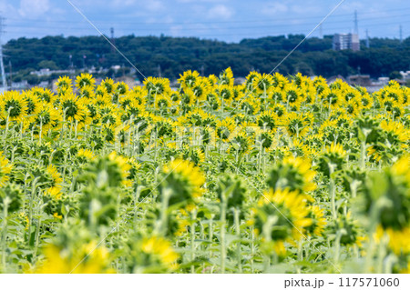 満開の黄色いひまわりの花 117571060