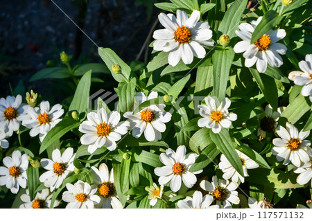 ヒャクニチソウ ヒャクニチソウ 117571132