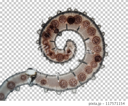 spherical spiral virus on the alpha isolated transparent background 117571154