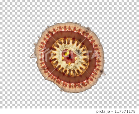 spherical spiral virus on the alpha isolated transparent background 117571179