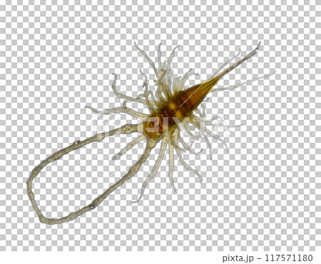 spherical spiral virus on the alpha isolated transparent background 117571180