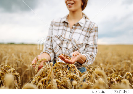 A young woman farmer sorts through golden ripe ears of wheat in the field. Gardening concept. 117571360