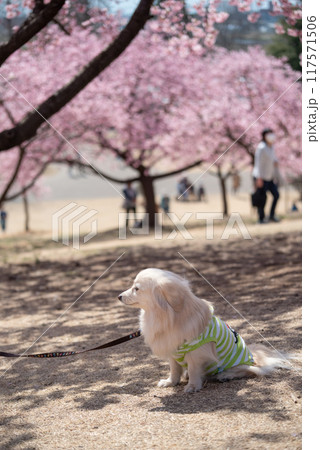 伊勢崎市みらい公園の河津桜と犬 117571506