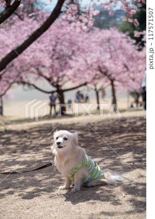 伊勢崎市みらい公園の河津桜と犬 117571507