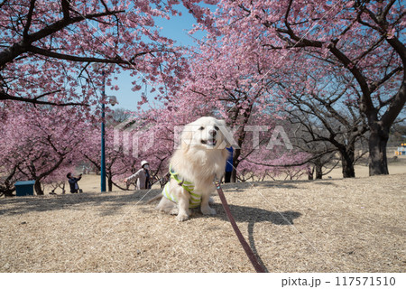 伊勢崎市みらい公園の河津桜と犬 117571510