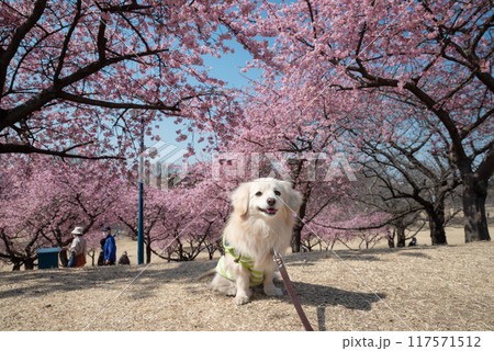伊勢崎市みらい公園の河津桜と犬 伊勢崎市みらい公園の河津桜と犬 117571512