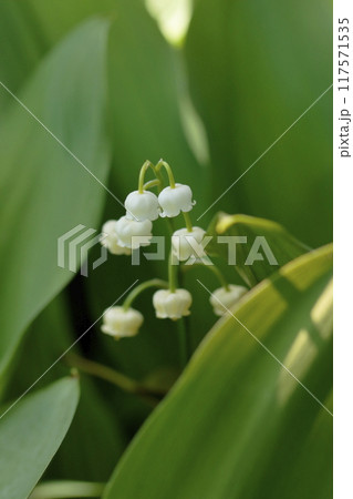咲き始めたスズランの花 117571535