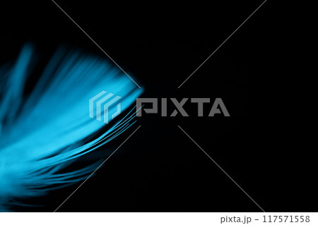 White texture abstract on black background, bird feather, dark background, cold light 117571558