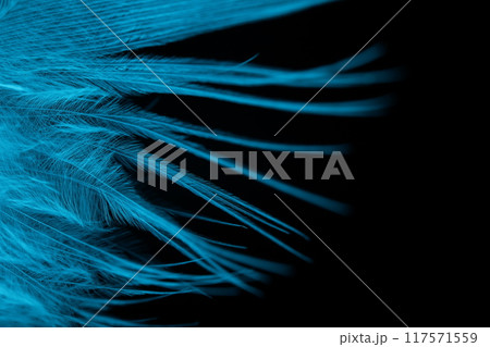 White texture abstract on black background, bird feather, dark background, cold light 117571559