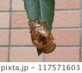 脱皮あとがハッキリ見えるセミの抜け殻 117571603