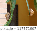 仲良く脱皮したセミの抜け殻 117571607