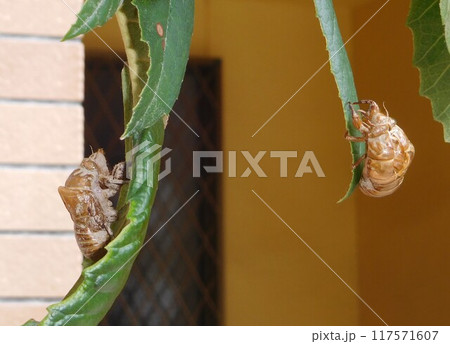 仲良く脱皮したセミの抜け殻 仲良く脱皮したセミの抜け殻 117571607