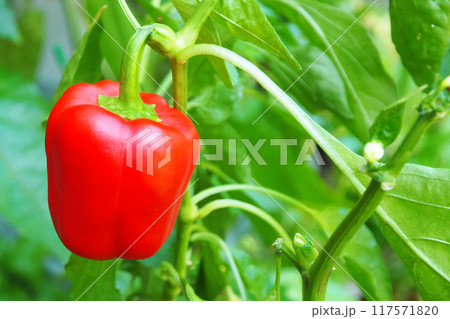 家庭菜園〈パプリカ〉　 117571820