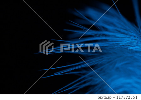 Blue texture abstract on black background, bird feather 117572351