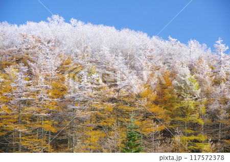 浅間連峰・篭ノ登山の唐松の紅葉と霧氷 117572378