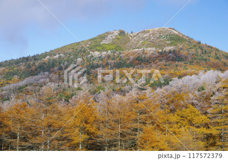 浅間連峰・篭ノ登山の唐松の紅葉と霧氷 117572379