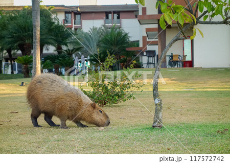 adult capybara, Hydrochoerus hydrochaeris, feeding in condominium area in Brasilia , Brazil adult capybara, Hydrochoerus hydrochaeris, feeding in condominium area in Brasilia , Brazil 117572742