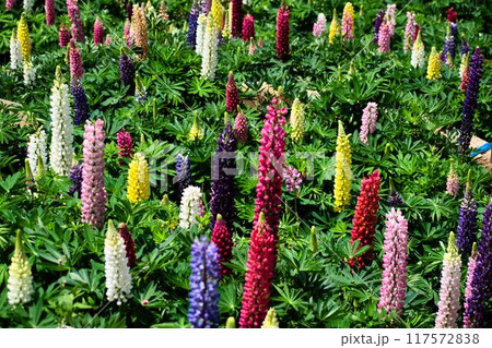 キュートなルピナス キュートなルピナス 117572838