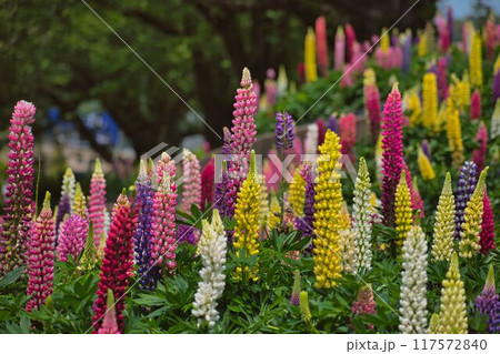 崖にはりつくルピナス 117572840