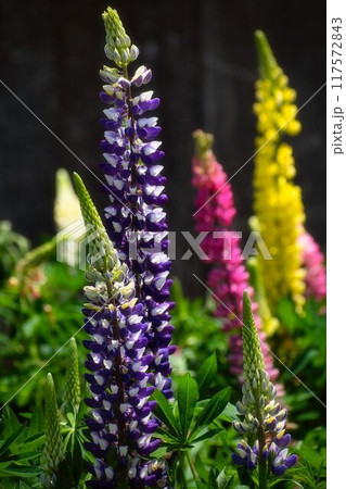 しゃんと立つルピナス しゃんと立つルピナス 117572843