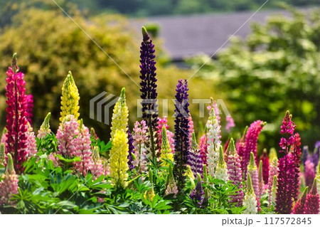花壇上段のルピナス 花壇上段のルピナス 117572845