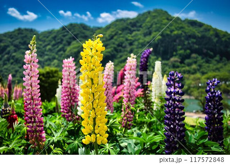 山の緑とルピナス 山の緑とルピナス 117572848
