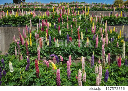 ルピナス屏風 117572856