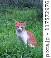 草むらに佇む猫の写真 117572976