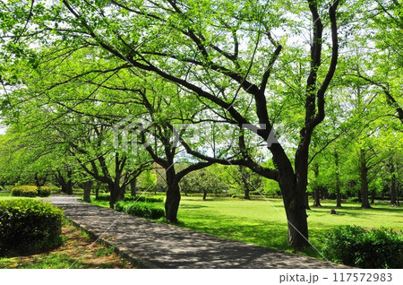 藤沢市　大庭城址公園の散策路と新緑 117572983