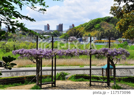 藤沢市フジロード　引地川親水公園散策路の満開藤と大庭の街並み 117573096