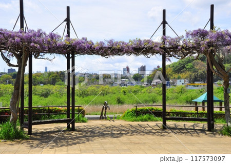 藤沢市フジロード 引地川親水公園散策路の満開藤と大庭の街並み 藤沢市フジロード 引地川親水公園散策路の満開藤と大庭の街並み 117573097