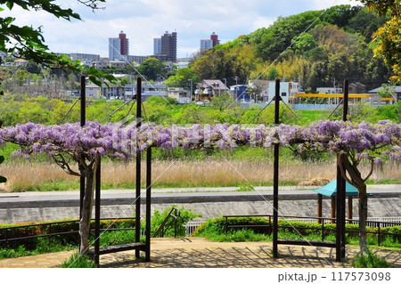 藤沢市フジロード　引地川親水公園散策路の満開藤と大庭の街並み 117573098