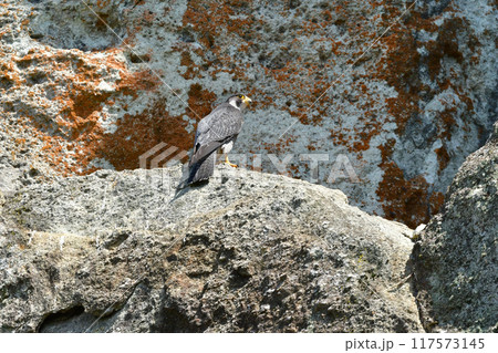 岩場で繁殖する草原のハンター、飛ぶ姿もかっこいい猛禽類のハヤブサ 岩場で繁殖する草原のハンター、飛ぶ姿もかっこいい猛禽類のハヤブサ 117573145