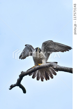 岩場で繁殖する草原のハンター、飛ぶ姿もかっこいい猛禽類のハヤブサ 117573148