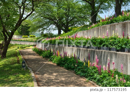 木洩れ日とルピナス遊歩道 117573195