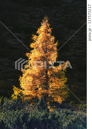 Larch tree illuminated by sunlight Larch tree illuminated by sunlight 117573217