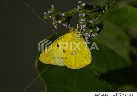 花にとまるモンキチョウ 花にとまるモンキチョウ 117573415
