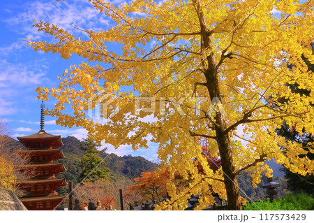 長谷寺(奈良県桜井市)五重塔前の紅葉 長谷寺(奈良県桜井市)五重塔前の紅葉 117573429