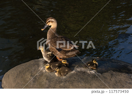 カルガモ親子 117573450