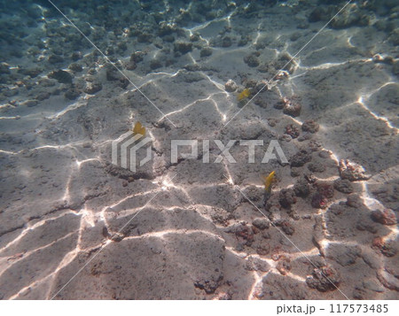 カハルウビーチパークの海 カハルウビーチパークの海 117573485
