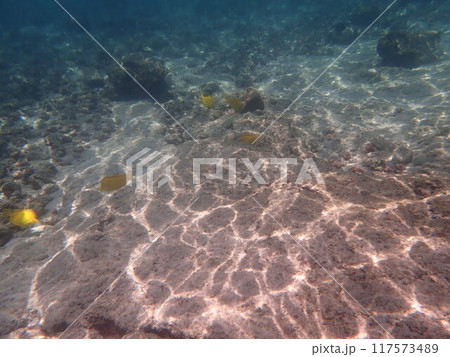 カハルウビーチパークの海 カハルウビーチパークの海 117573489